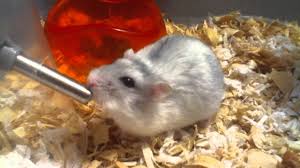 Can Hamsters Drink Milk A Pet Food And Drink Safety Guide