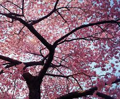Uk grown fruit trees, delivered in up to four sizes fruit trees are cheap in the long run, easy to care for, and after a bit of patience, fun to harvest. Bernwode Fruit Trees Muddy Stilettos