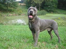 Maybe you would like to learn more about one of these? Cane Corso Dog Cane Corso Cane Corso Dog Cane Corso Puppies