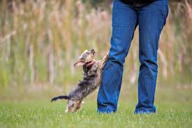 In time, she will figure out that jumping won't get her what she wants and she'll stop doing it. Train Your Dog Not To Jump Up Petspyjamas