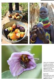 Image result for Gutenbergia trifolia