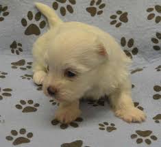 We did not find results for: Ferrty Teacup Maltese Puppies For Sale In Richmond Virginia Classified Americanlisted Com
