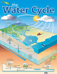 The Water Cycle Educational Chart