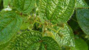 Image result for Blotiella crenata