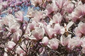 Image result for magnolia soulangeana