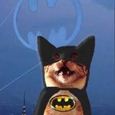 Batcat Cute Funny Animals Funny Cats Animal Halloween Costumes