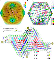 Near Atomic Structure Of A Giant Virus Nature Communications I thought, i was the first guy in. near atomic structure of a giant virus