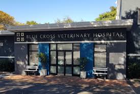 We promise at blue cross animal hospital to treat your pets like the valued family members they are. Blue Cross Veterinary Hospital Vets Pets