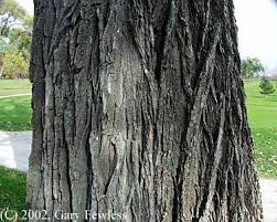 The northernmost range of native honey locust trees includes southern michigan, wisconsin and minnesota. Invasive Plants Of Wisconsin Robinia Pseudo Acacia Black Locust