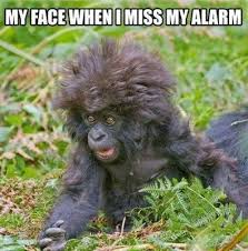 85 b meme hayranı erotizm fantazi ve doyumsuz geceler için. My Face When I Miss My Alarm Meme Of The Day Bones Funny Funny Animals Funny Images