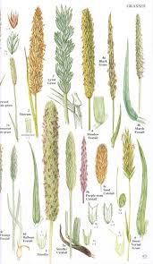 Image Result For British Meadow Grass Species British Wild