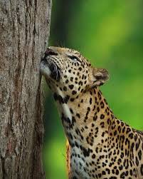 73 Likes 1 Comments One Earth Oneearth On Instagram Repost Yashasnarayan Leopards And Their Eternal In 2020 Animal Planet Cute Animals Cats Of Instagram