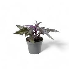 Image result for Gynura