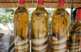 Image result for snake wine