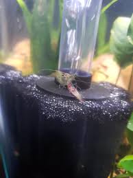 Do Ghost Shrimp Kill Eat Cherry Shrimp Shrimptank