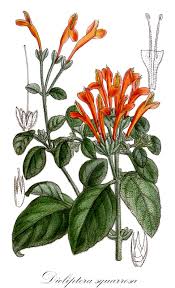 Image result for Mellera lobulata