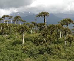 Image result for Araucaria
