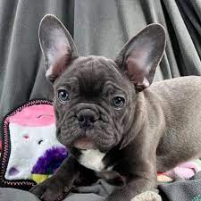 They have been raised in our family home and given the very best in care and attention including veterinary care. French Bulldogs Of Cleveland Home Facebook