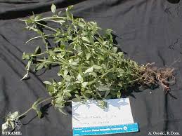 Image result for Spermacoce princeae