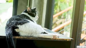 Ternakan minum air yang tidak bersih atau tercemar. 10 Sebab Mengapa Kucing Mempunyai Darah Dari Anus Rawatan