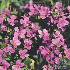 Image result for Arabis