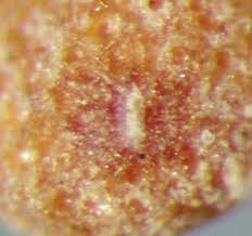 Image result for Cuscuta hyalina