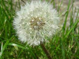 Flowers for the dead is a b&w super 8 tribute homage to the original night of the living dead, it's filmmakers, and fans. Dead Dandelion Photo Image Plants Fungi Lichens Flowers Garden Flowers Images At Photo Community