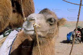 Some camels can reach speeds up to 40 miles per hour (64 km/h). Camel Nose Peg Aerial Drone Photography Skyepics