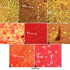 Image result for Allophylus africanus