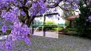Mac osx 2013 wallpaper, macos x wallpaper, computers, cs9, mac apple. Windows 10 On The Purple Blossoms 3 Wallpaper Computer Wallpapers 50232