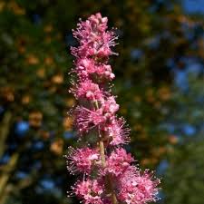 Image result for Spiraea douglasii
