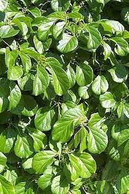 Hercules Male Bittersweet Vine 6 M A Twining Vine That Has Green Foliage And Yellow In Fall Female Plant Deer Resistant Plants Garden Vines Planting Flowers