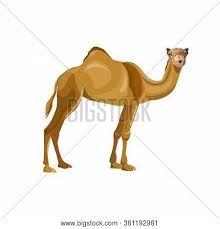 Camels only have one or 2 humps depending on the kind of camel but if it is pregnate it's belly would bump out creating a 3 humped camel. One Humped Images Illustrations Vectors Free Bigstock