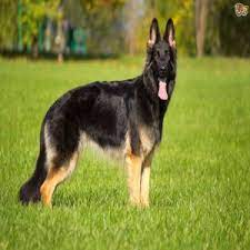 German Shepherd Dog Breed Price Bd German Shepherd Dog Breed Price In Bangladesh Buy German Shepherd Dog Breed Price Bd German Shepherd Dog Breed At Best Shepherd