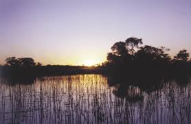 Image result for Sporobolus bechuanicus