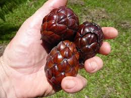 Image result for Raphia australis