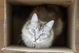 Check spelling or type a new query. Edward Thorndike The Law Of Effect Psychpoint