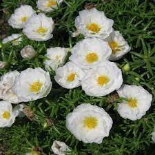 100 double white moss rose seeds flower perennial flowers. Moss Rose Seed White Portulaca Grandiflora Ground Cover Seeds