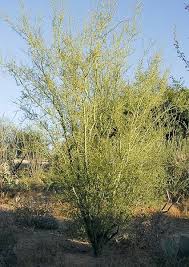 Image result for Parquetina calophylla