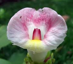 Image result for Costaceae