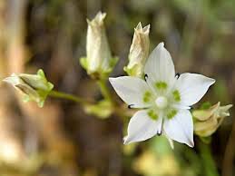 Image result for Swertia welwitschii