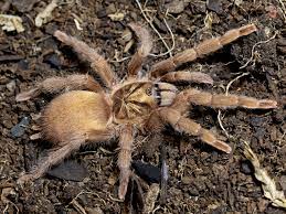 Holothele incei or trinidad olive tarantula. Neoholothele Incei Gcf Trinidad Olive Gold Form My Monsters