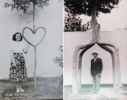 We did not find results for: More Crooked Forests Axel Erlandson The Tree Tinkerer From The 1920s And His Surviving Work Core77