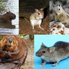 Looking for a pest exterminator. Apex Pest Control Ecotek Termite And Pest Control 919 794 8290