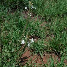 Image result for Chascanum