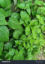 Image result for Tragia brevipes