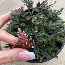 Image result for Selaginella afrorum
