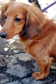 Cara bear the long haired chiweenie. Long Hair Chiweenie Dogs Shefalitayal