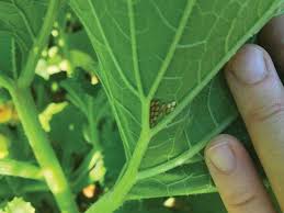 If you happen to reside within singapore and its vicinity, you should be one lucky home owner as there is an alternative here. Alternative Pest Control Methods Farm And Garden Grit Magazine