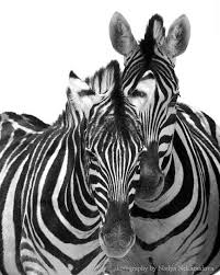 Black And White Animal Photography Two Zebras Black And White Zebra Photo Zebra Print Etsy In 2020 African Wildlife Photography Zebras Zebra Art